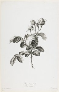 Rose com 100 folhas, de Flowers Drawn from Nature, c.1800 (stipple engraving)